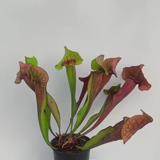 Sarracenia x catesbaei, pink flower, clone 3