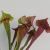 Sarracenia x catesbaei, pink flower, clone 3