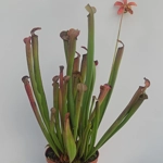 Sarracenia rubra subsp. rubra
