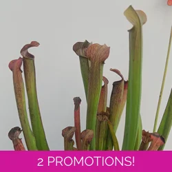 Sarracenia rubra subsp. rubra