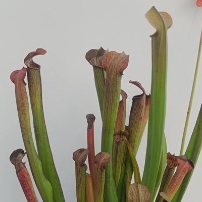 Sarracenia rubra subsp. rubra