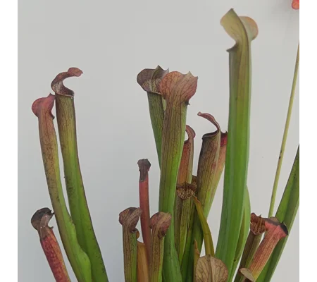 Sarracenia rubra subsp. rubra