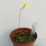 Utricularia prehensilis