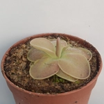 Pinguicula SETHOS