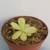 Pinguicula agnata Hidalgo