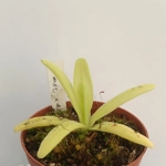 Pinguicula gigantea x moctezumae