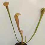 Sarracenia DINO ALMACOLLE
