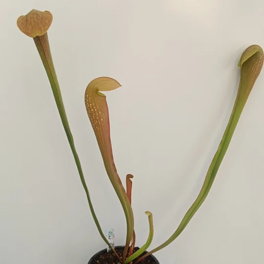 Sarracenia DINO ALMACOLLE