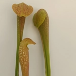 Sarracenia DINO ALMACOLLE