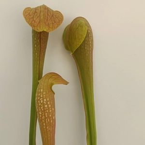 Sarracenia DINO ALMACOLLE