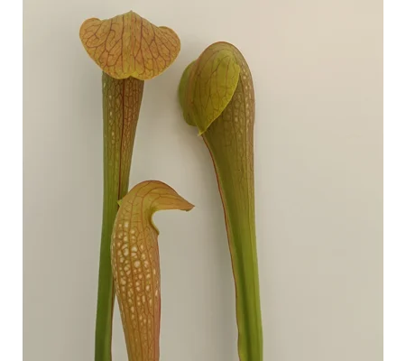 Sarracenia DINO ALMACOLLE