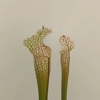 Sarracenia leucophylla L18 MS
