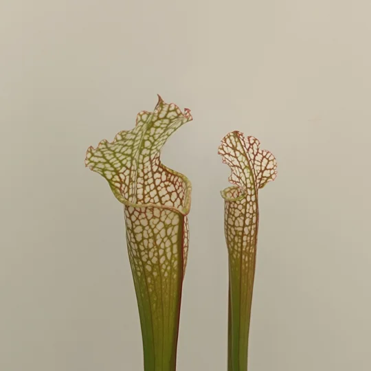 Sarracenia leucophylla L18 MS