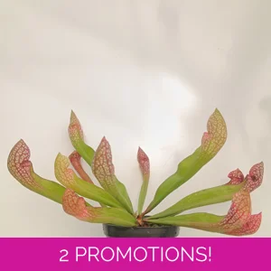 Sarracenia x wrigleyana..