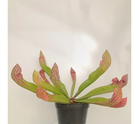 Sarracenia x wrigleyana 'SCARLET BELLE' (S. leucophylla x psittacina)