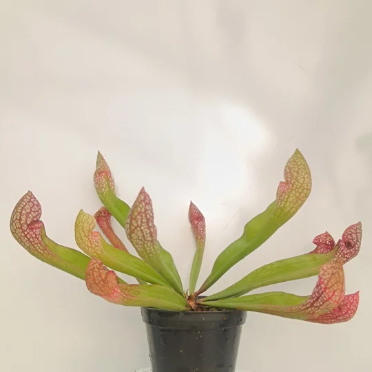 Sarracenia x wrigleyana 'SCARLET BELLE' (S. leucophylla x psittacina)