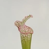 Sarracenia leucophylla L53 MK, pink throat