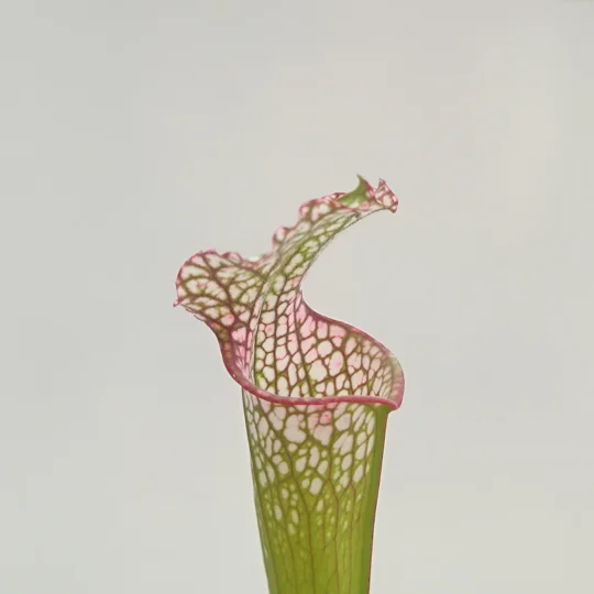 Sarracenia leucophylla L53 MK, pink throat