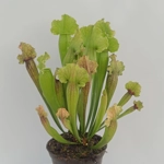Sarracenia x michelliana