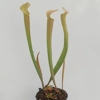 Sarracenia rubra subsp. wherryi
