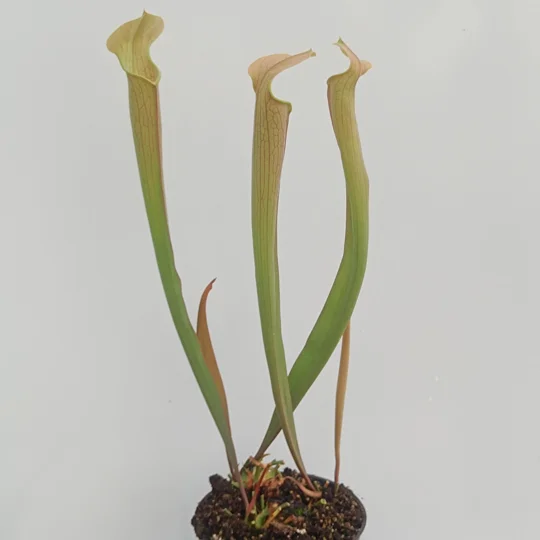 Sarracenia rubra subsp. wherryi