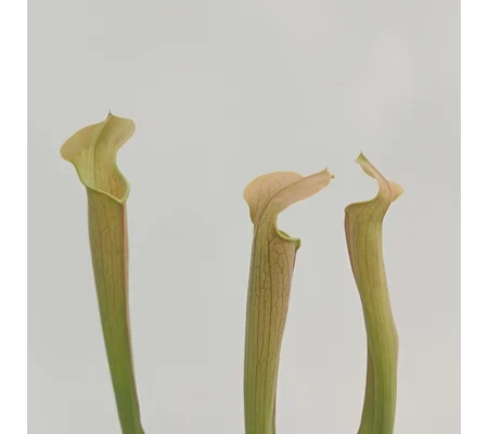 Sarracenia rubra subsp. wherryi