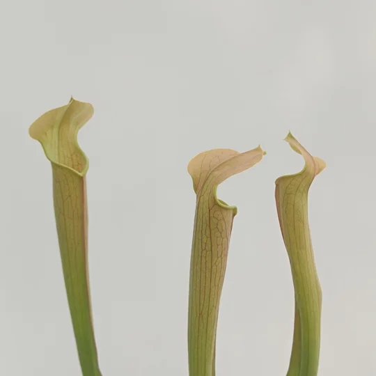 Sarracenia rubra subsp. wherryi
