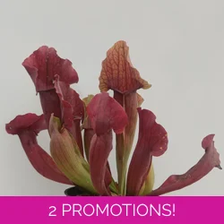 Sarracenia x chelsonii 'MAROON'
