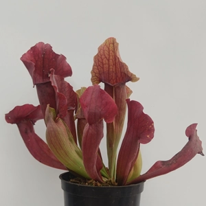Sarracenia x chelsonii 'MAROON'