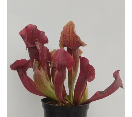 Sarracenia x chelsonii 'MAROON'