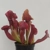 Sarracenia x chelsonii 'MAROON' Sarracenia x chelsonii 'MAROON'