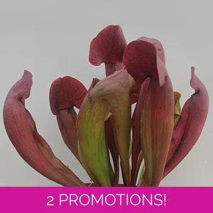 Sarracenia x swaniana '..
