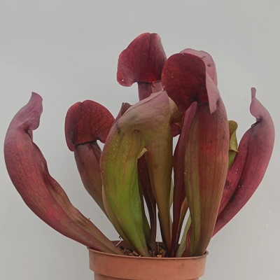 Sarracenia x swaniana 'BARBAPAPA'