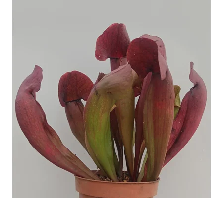 Sarracenia x swaniana 'BARBAPAPA'