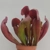 Sarracenia x swaniana 'BARBAPAPA'