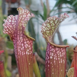 Sarracenia x stevensii BOOBIE JO
