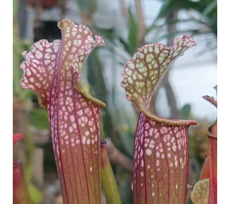 Sarracenia x stevensii BOOBIE JO