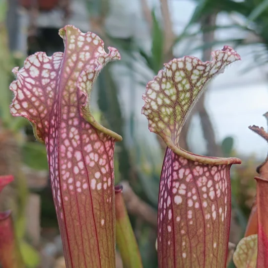 Sarracenia x stevensii BOOBIE JO