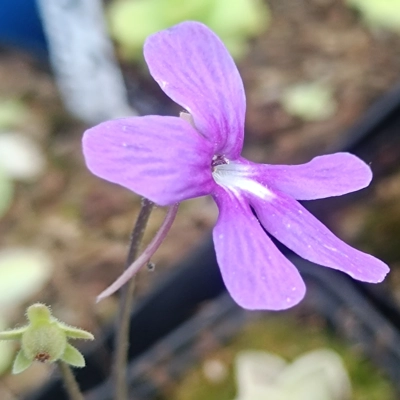 Pinguicula sp. Tehuacan