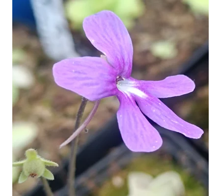 Pinguicula sp. Tehuacán