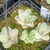 Pinguicula sp. Tehuacan