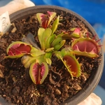 FUSED TEETH Dionaea muscipula