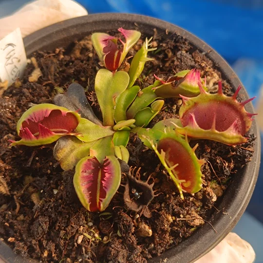 Dionaea muscipula, open pollinated seeds