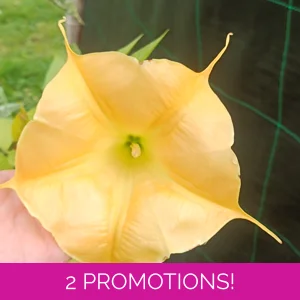 Brugmansia aurea