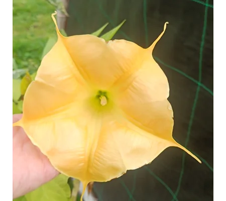 Brugmansia aurea