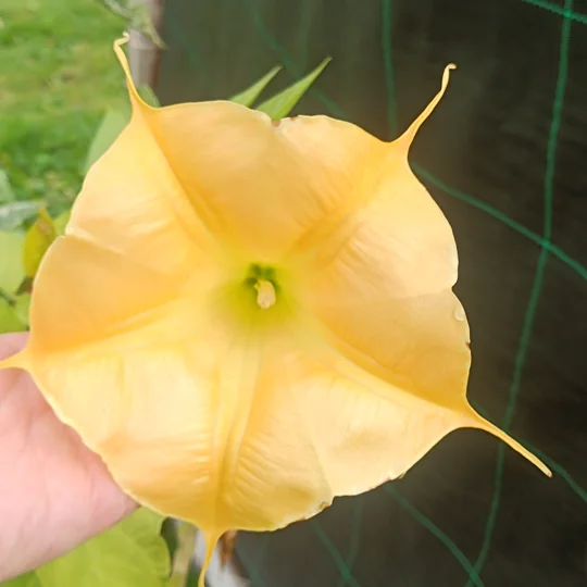 Brugmansia aurea