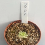 Pinguicula esseriana