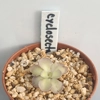 Pinguicula cyclosecta