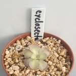 Pinguicula cyclosecta