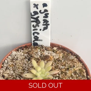 Pinguicula agnata x gypsicola